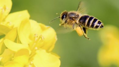 تفسير حلم ظهور النحل في المنام لابن سيرين