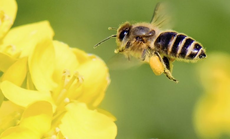 تفسير حلم ظهور النحل في المنام لابن سيرين
